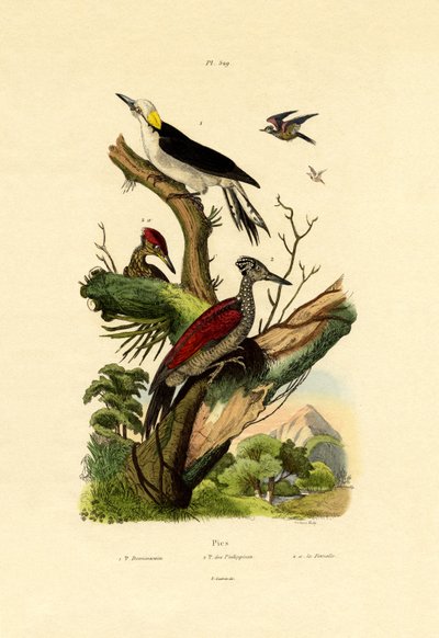Greater Flameback by French School